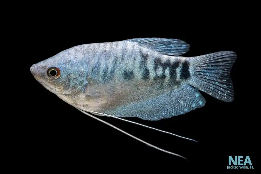 Opaline Gourami - Emark Tropical Imports