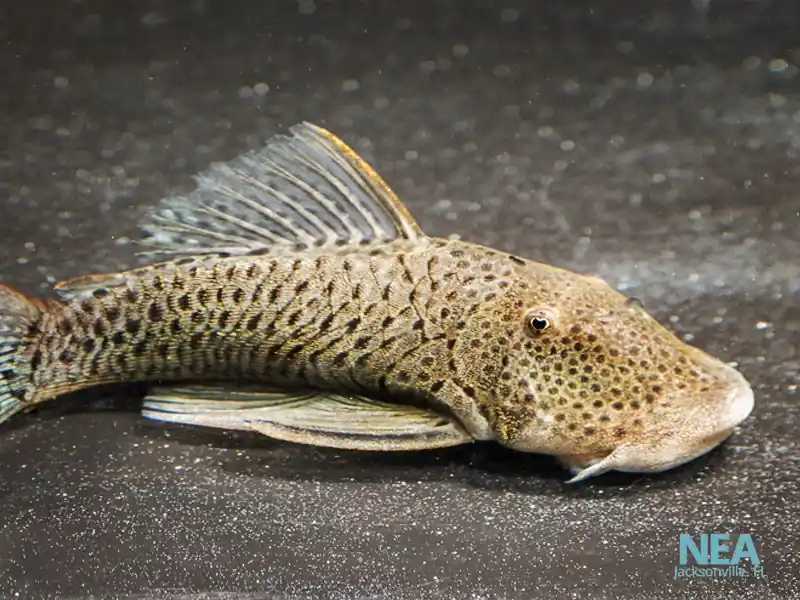 Spotted Rubber Lip L445 Plecostomus - Cichlid Exchange
