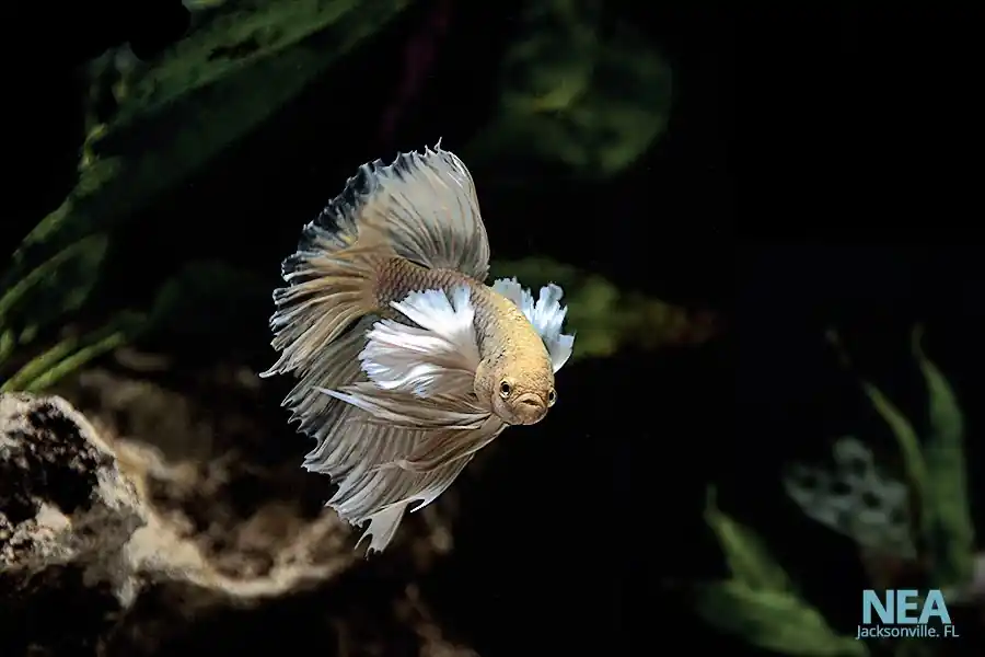 Dumbo Male Betta Fish - 5D Tropical