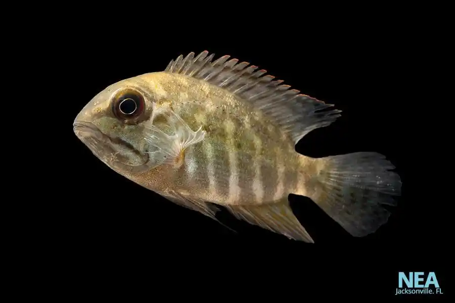 True Parrot Cichlid - Predatory Fins