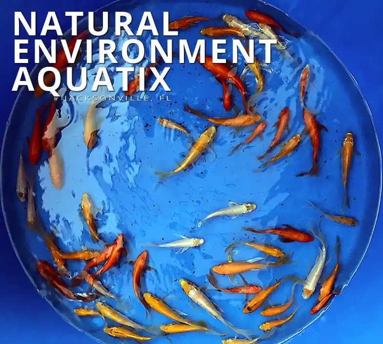 4-5" Assorted Koi Fish