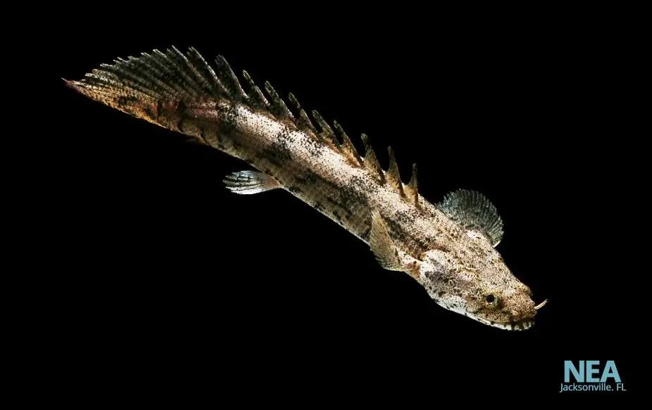Red Bichir - Cichlid Exchange