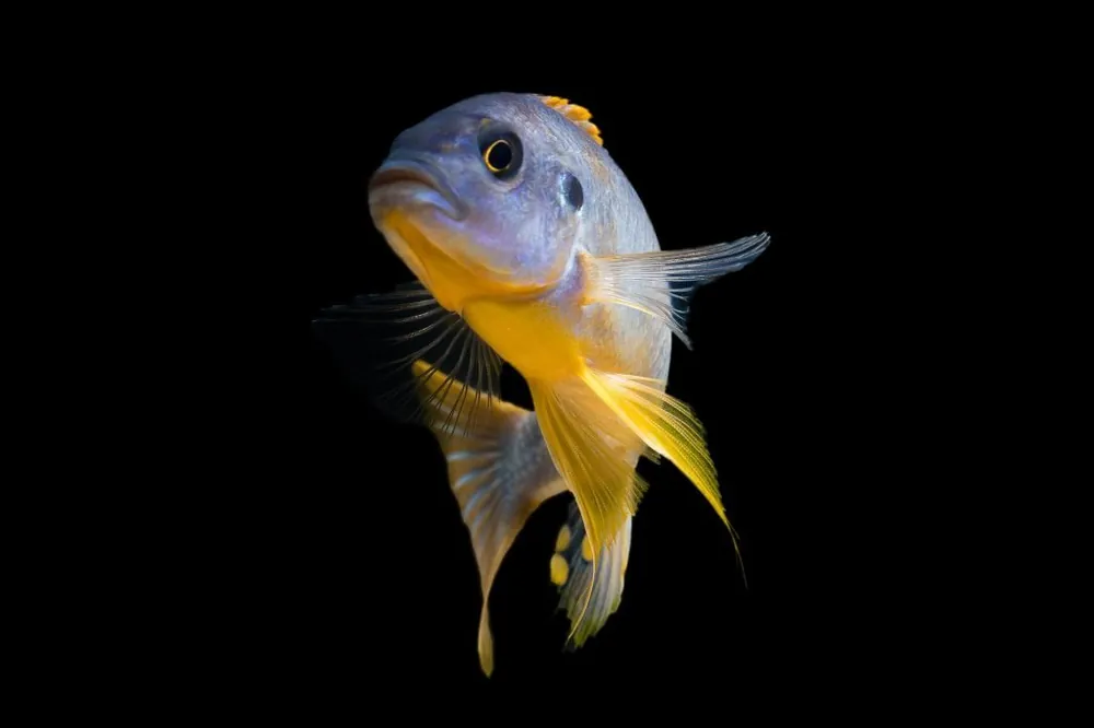 Thick Bar Cichlid - Natural Environment Aquatix