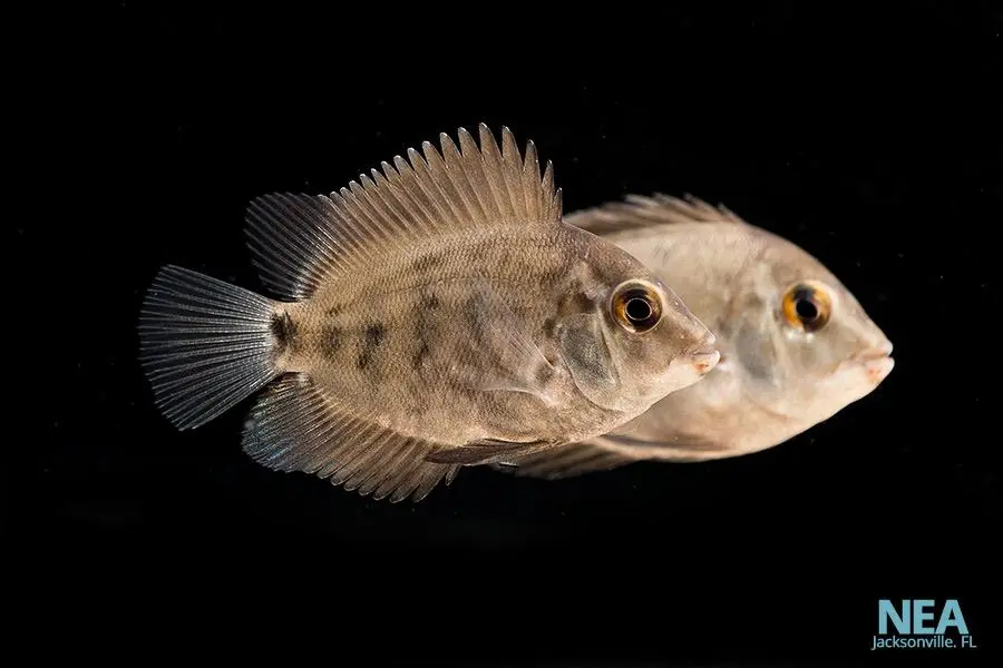 Amphiacanthoides Uaru Cichlid - Cichlid Exchange
