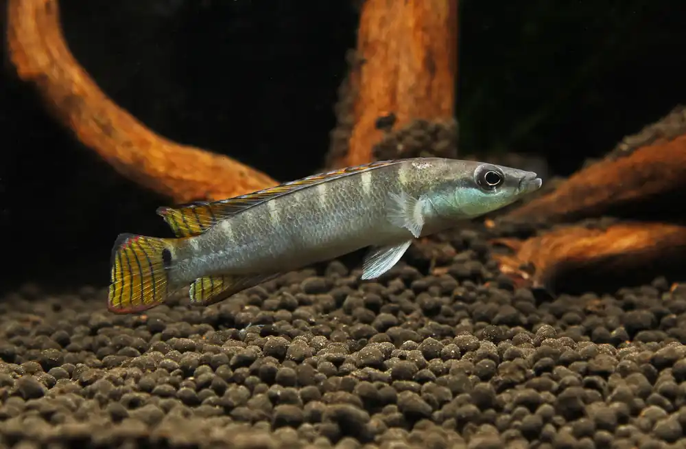 Green Dwarf Pike - Cichlid Exchange