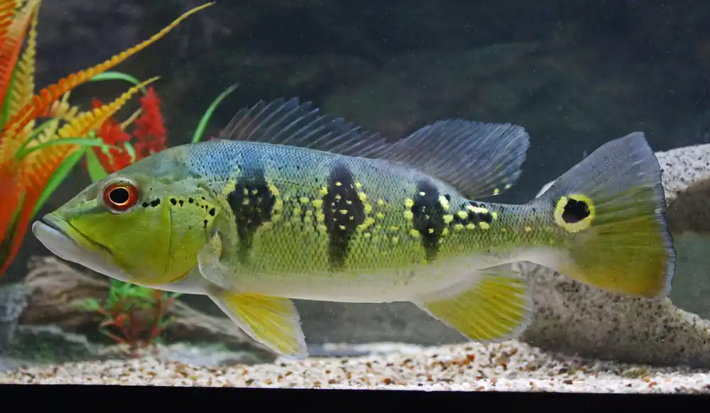 Peacock Bass - Quality Gold