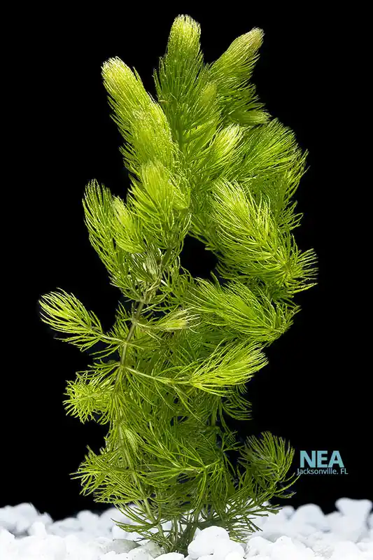 Hornwort Aquatic Plant - 5D Tropical