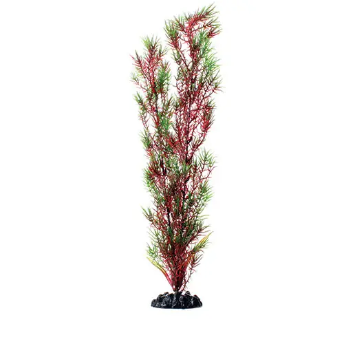 Red/Green Springeri Aquarium Plant - Royal