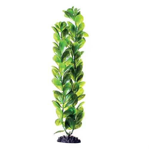 Green Bacopa Aquarium Plant - Royal