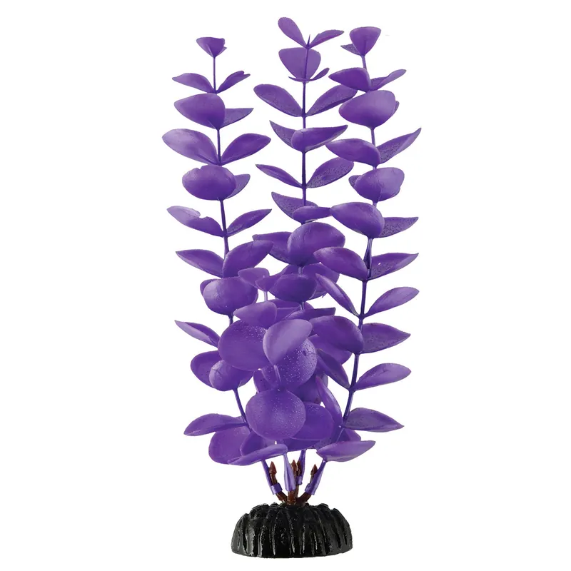 Magenta Bacopa Aquarium Plant - Royal