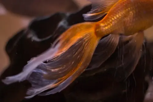 Assorted Goldfish - Carolina Aquatics