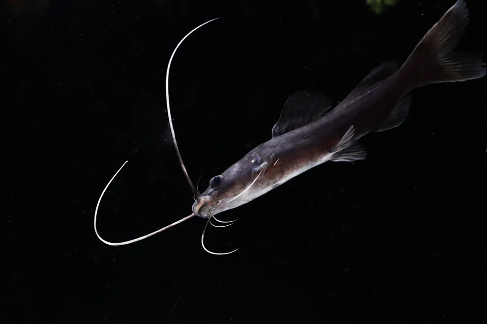 Asian Redtail Catfish - Sun Pet