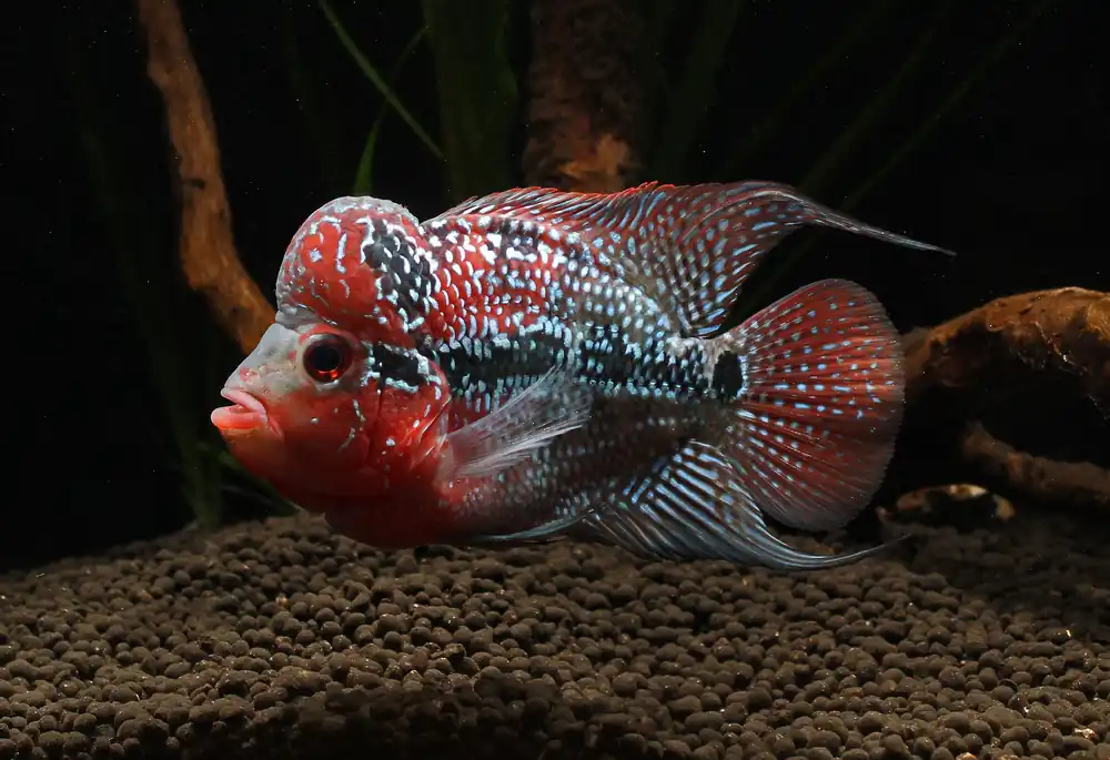Kamfa Flowerhorn Cichlid - Predatory Fins