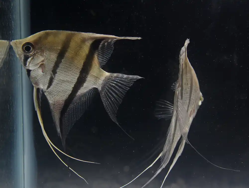 "Silver Angelfish" WILD Peru - Cichlid Exchange