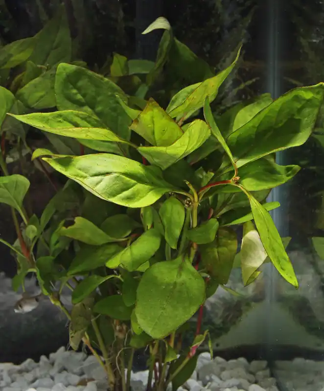 Green Hedge - Emark Tropical Imports