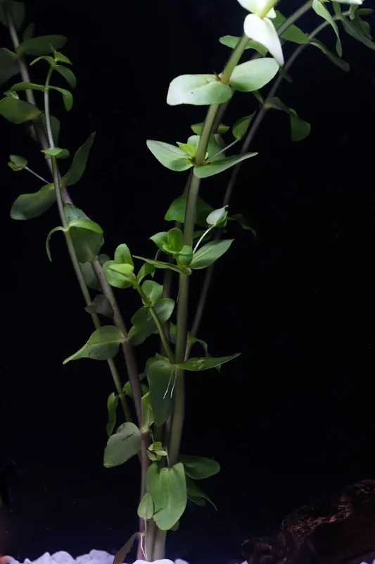 Bacopa Aquatic Plant - Emark Tropical Imports