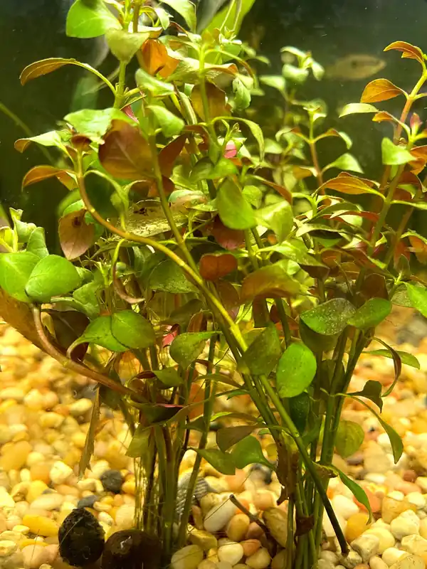 Broad Leaf Ludwigia - Emark Tropical Imports
