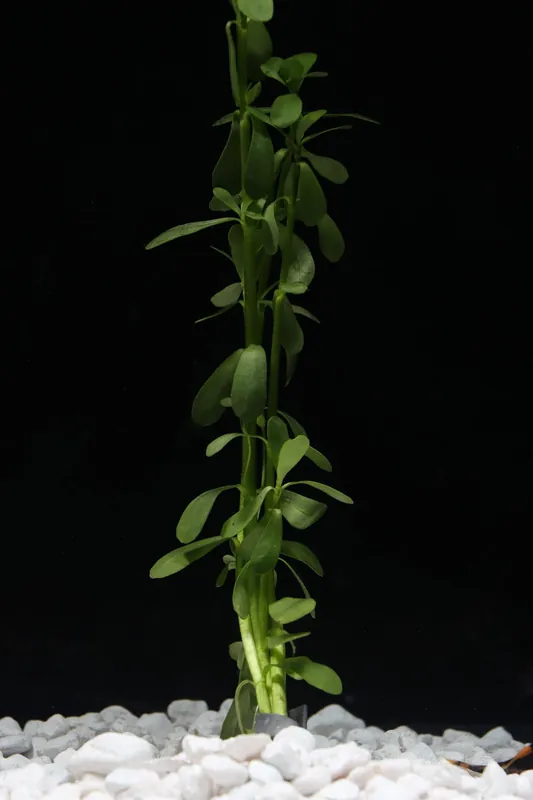 Moneywort Aquatic Plant - Emark Tropical Imports
