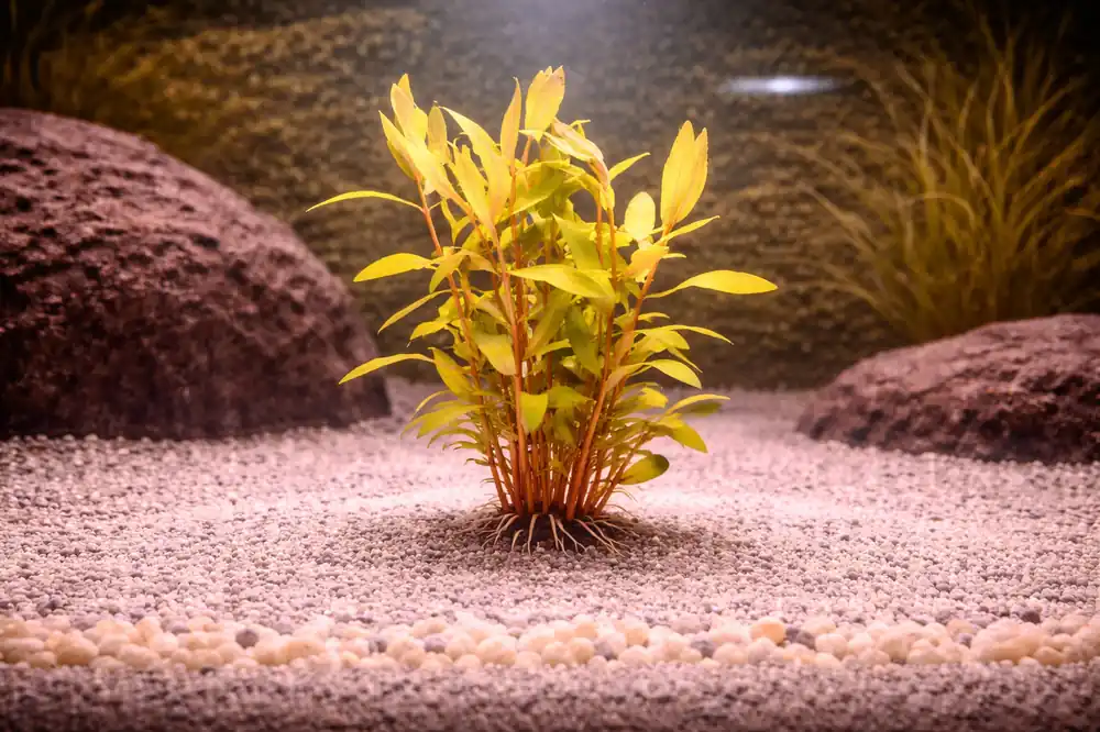 Golden Nesaea Aquatic Plant - Emark Tropical Imports