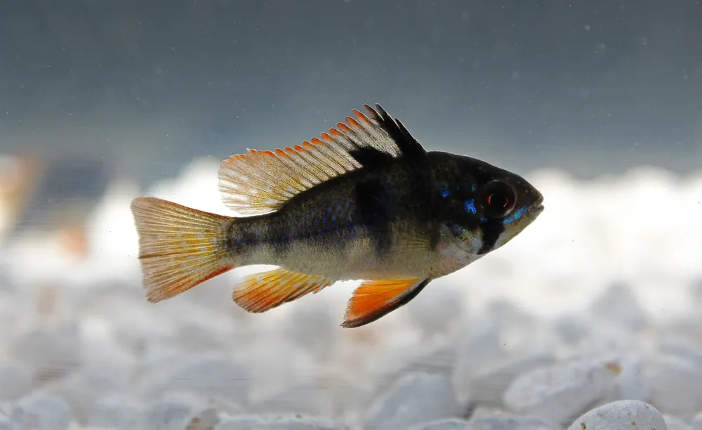 German Black Ram - Florida Exotic