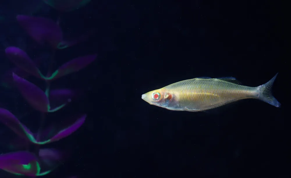 Albino Millineum Rainbow - Emark Tropical Imports