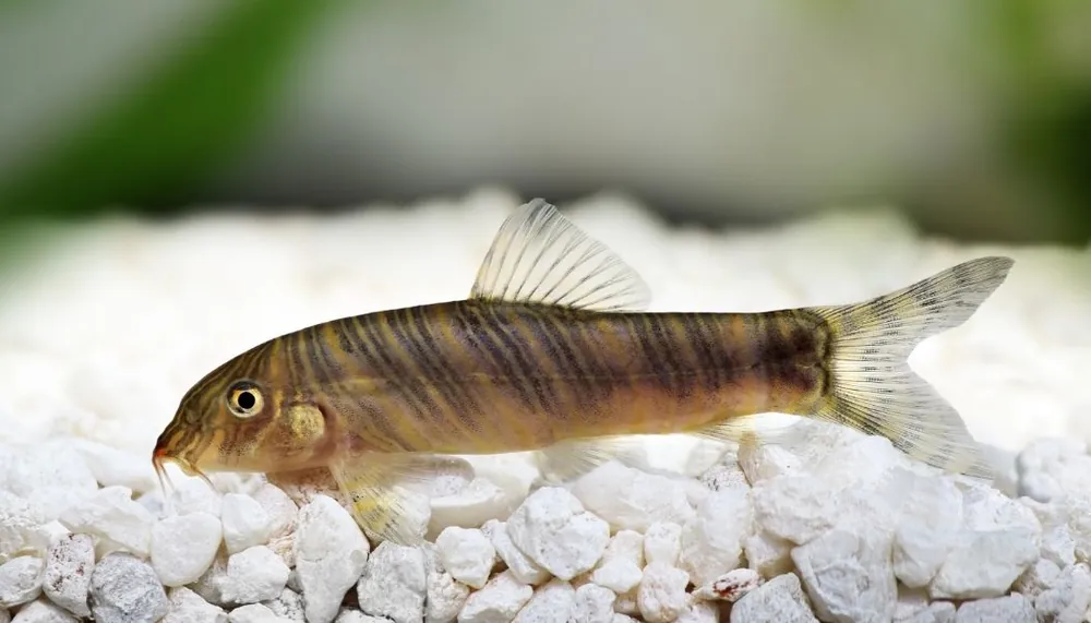 Zebra Loach - 5D Tropical