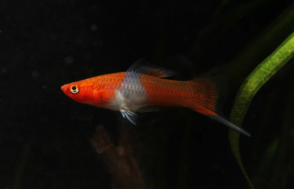 Assorted Swordtail - Emark Tropical Imports