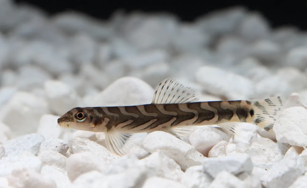 Zodiac Loach - Cichlid Exchange