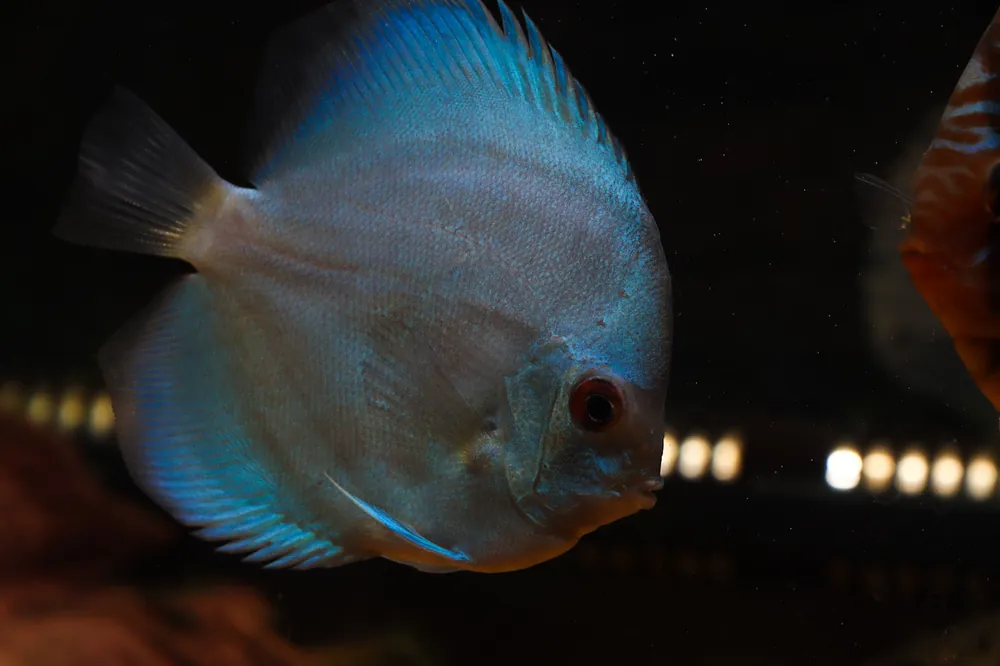 Blue Diamond Discus - Cichlid Exchange