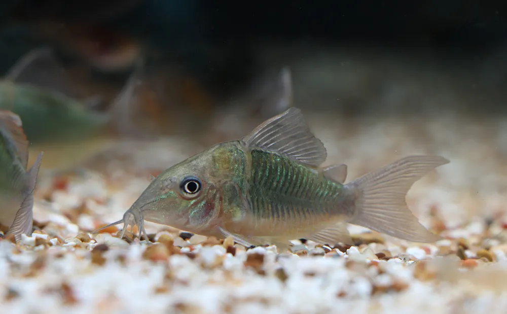 Emerald Green Corydoras Catfish - Cichlid Exchange