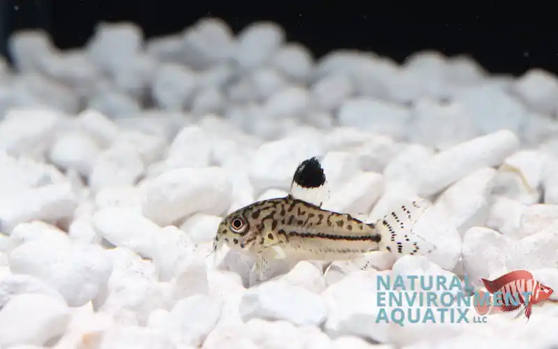 Reticulated Julii - Cichlid Exchange