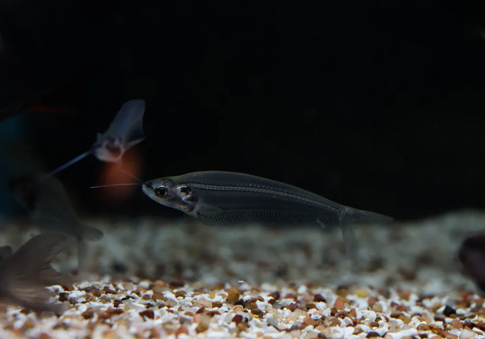 African Glass Catfish - Emark Tropical Imports