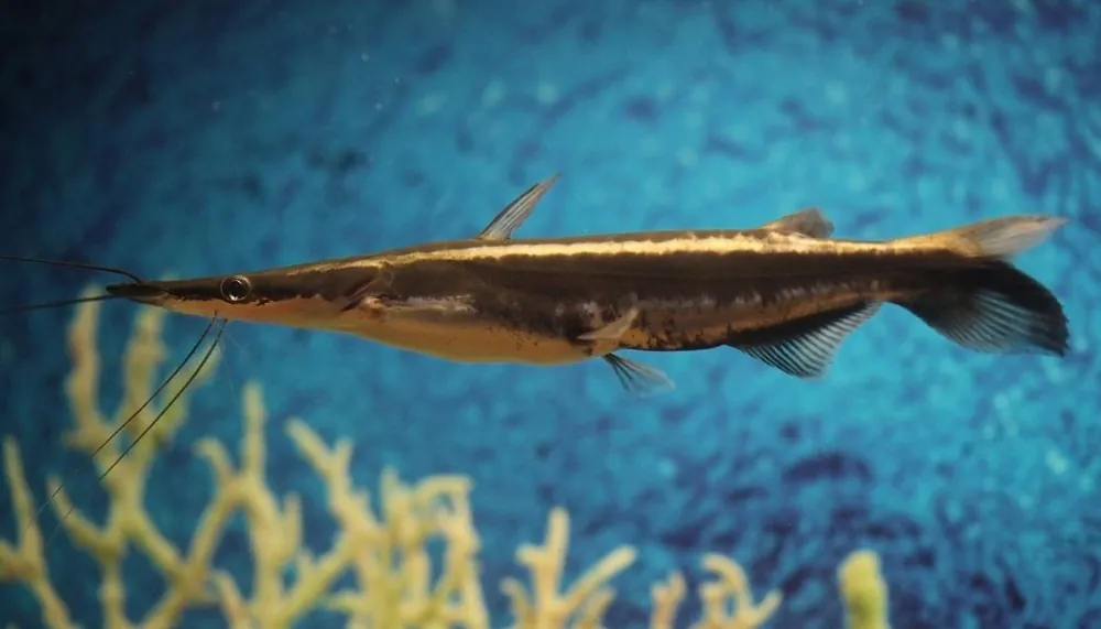 Shovelnose Catfish - Emark Tropical Imports