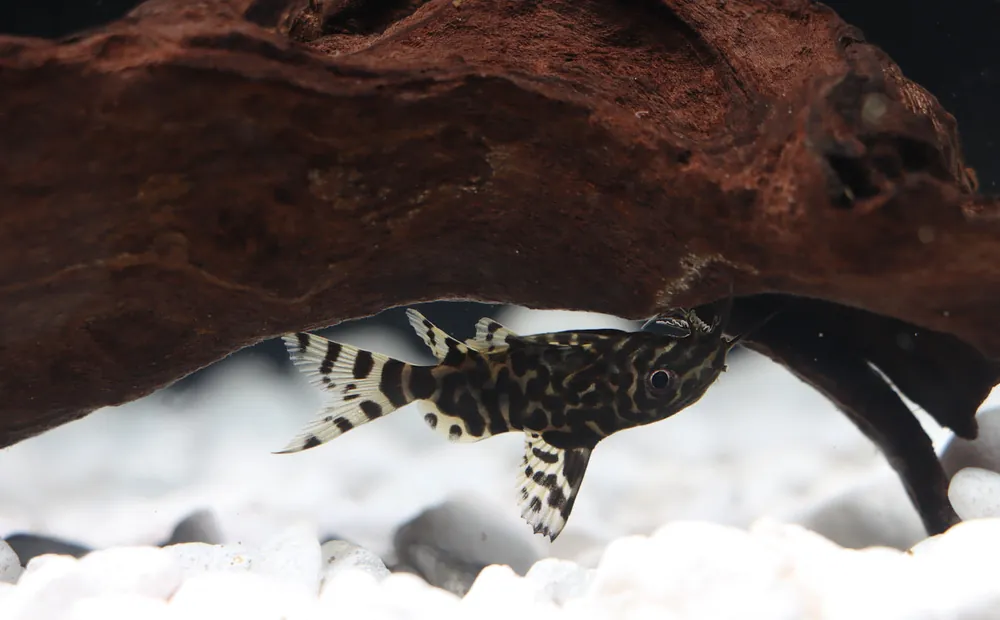 Featherfin Synodontis Catfish - Cichlid Exchange