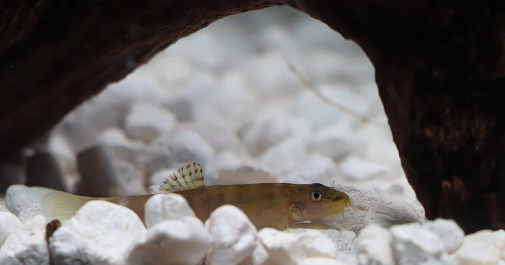 Sumo Loach - Cichlid Exchange