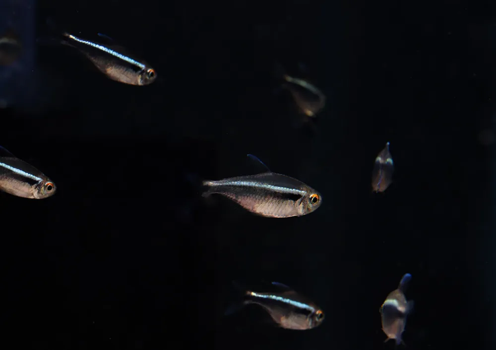 Black Neon Tetra - Cichlid Exchange