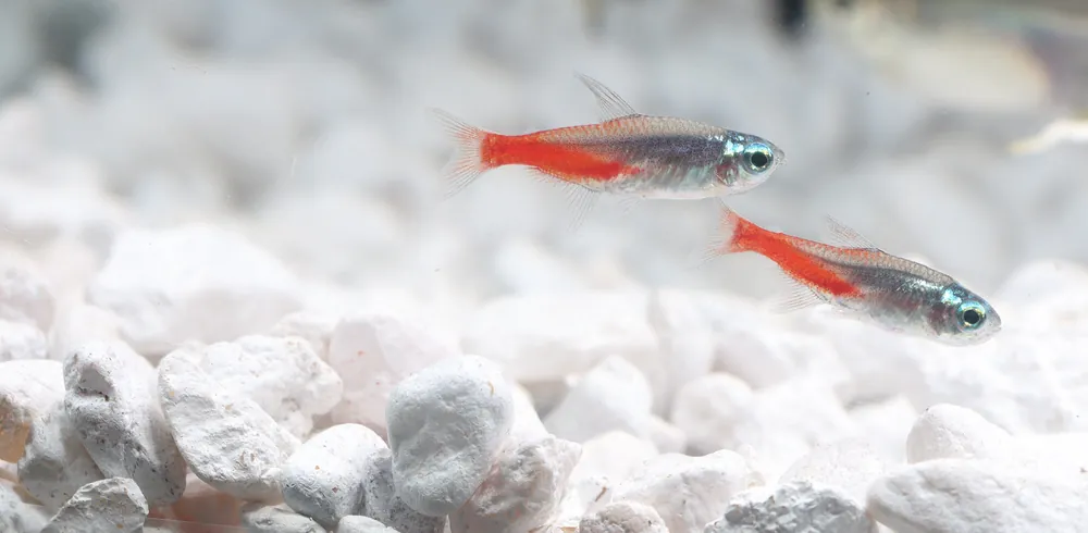 Diamond Head Neon Tetra - Cichlid Exchange