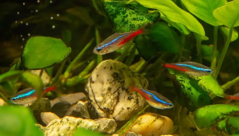 Neon Tetra - Emark Tropical Imports