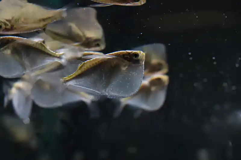 Platinum Hatchet - Cichlid Exchange