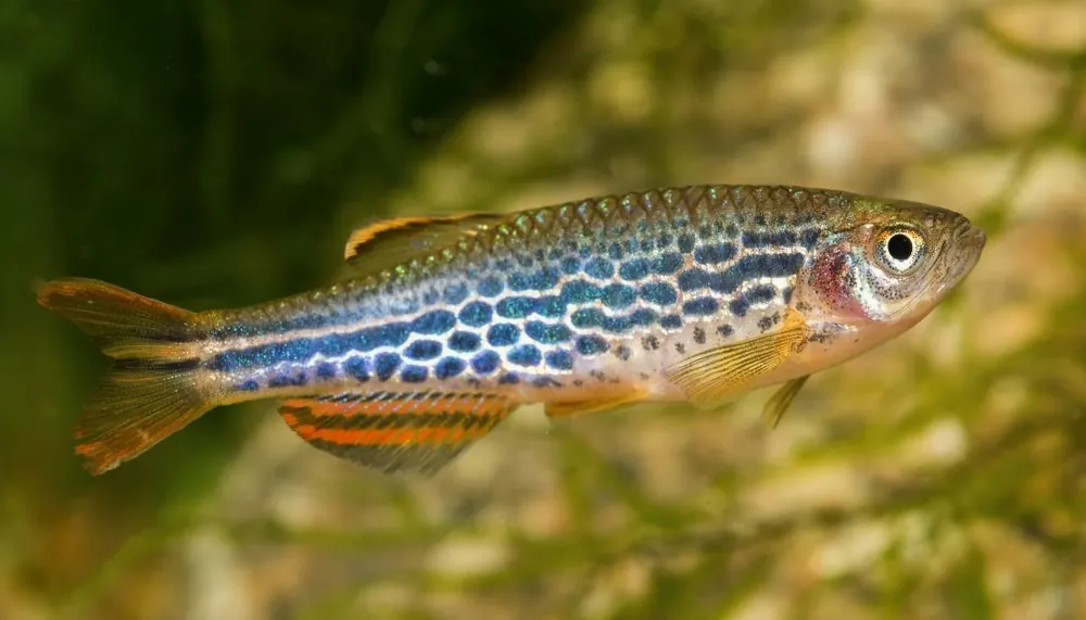 Fire Ring Danio - Cichlid Exchange