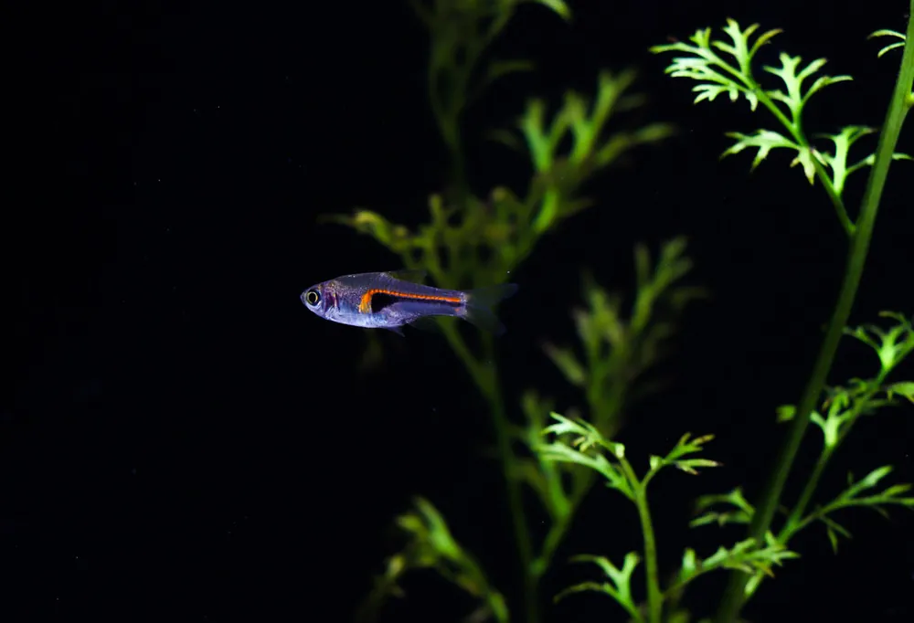 Narrow Wedge Rasbora - Cichlid Exchange