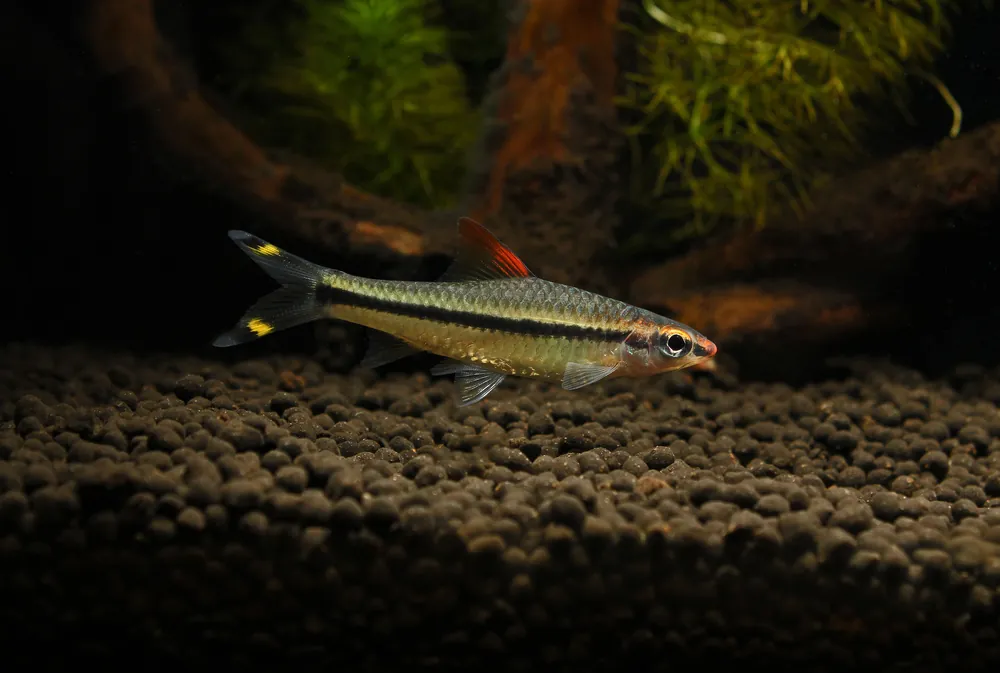 Roseline Shark - Emark Tropical Imports