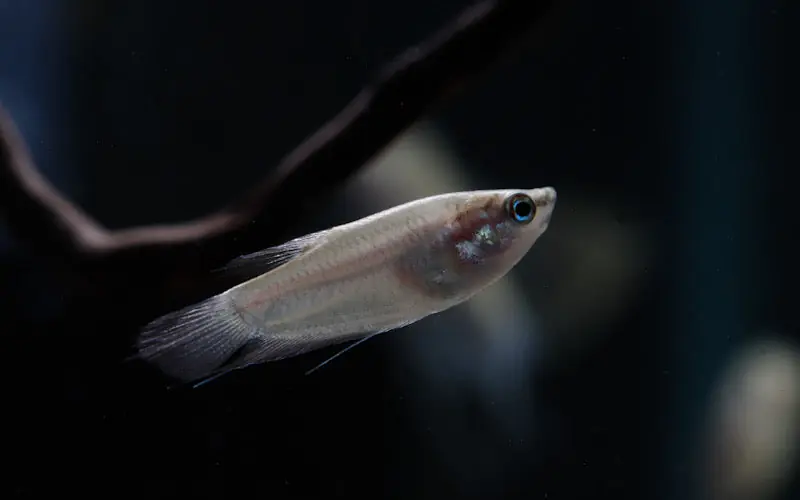 Croaking Gourami - Cichlid Exchange