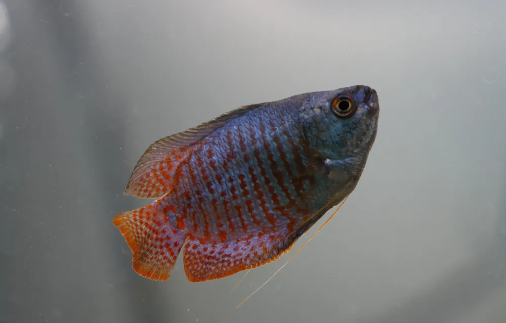 Royal Blue Gourami - Emark Tropical Imports