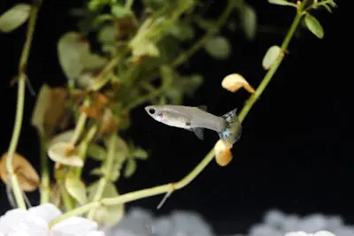 Assorted Female Guppies - Carolina Aquatics