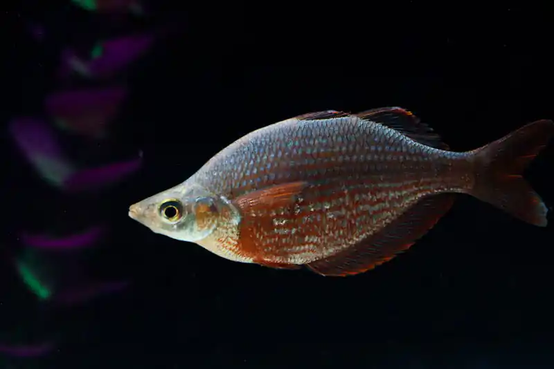 Irian Red Rainbow - Cichlid Exchange