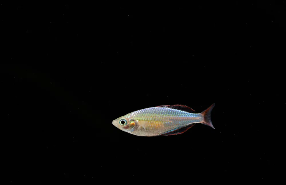 Dwarf Neon Rainbow - Emark Tropical Imports