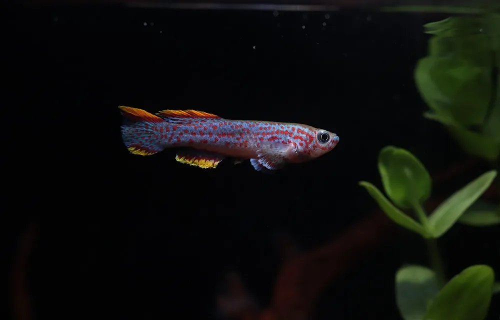 Fundulopanchax gardneri "P 82" "Gardner's Killifish" - Emark Tropical Imports