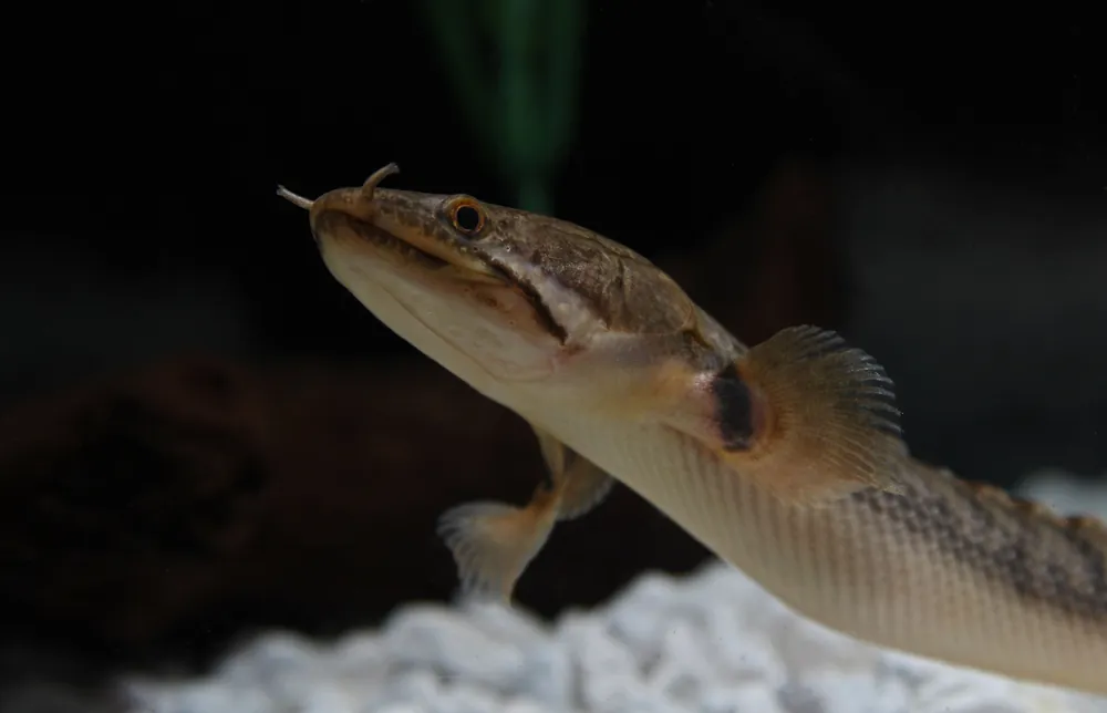 Fat Head Bichir - Cichlid Exchange