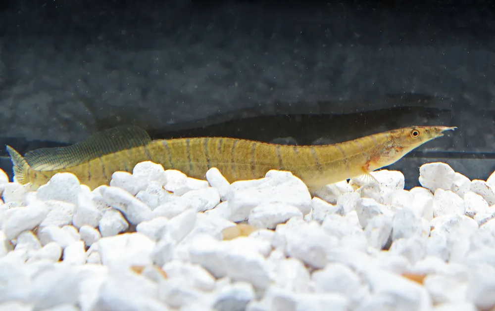 Burmese Zebra Eel - Cichlid Exchange